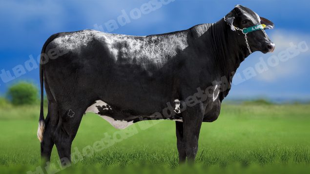 Lote em leilao em Miradouro/MG