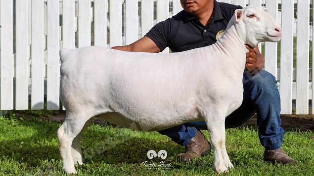 Lote em leilao em Brasil
