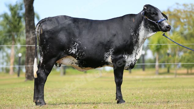 Lote em leilao em Brasil
