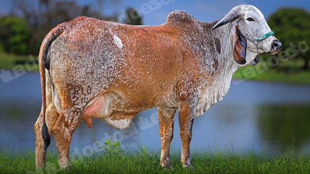 Lote em leilao em Carmo da Mata/MG