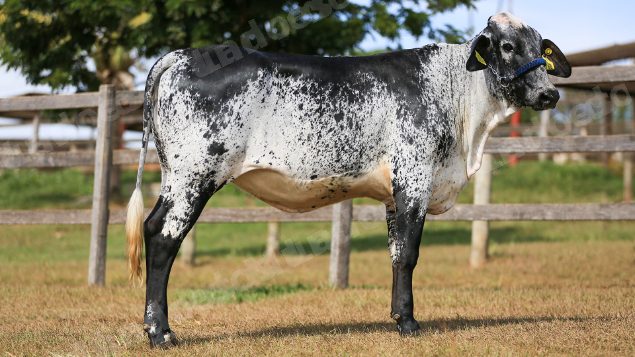 Lote em leilao em Brasil