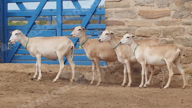 Lote em leilao em Taperoá/PB