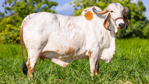 Lote em leilão em Brasil - Lote 383