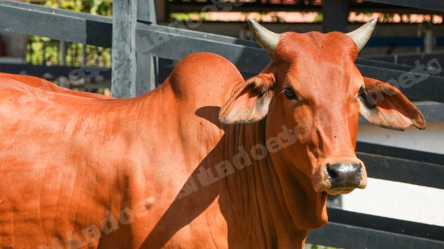 Lote em leilao em Brasil - Lote 1310