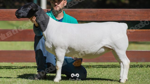 Lote em leilao em Brasil