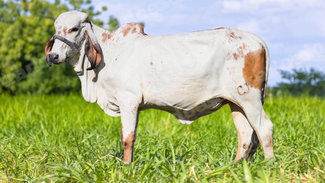 Lote em leilão em Brasil - Lote 384