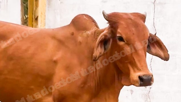 Lote em leilão em Brasil - Lote 241