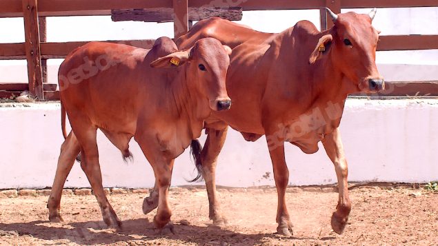 Lote em leilao em Brasil