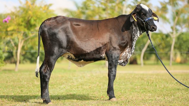 Lote em leilao em Brasil