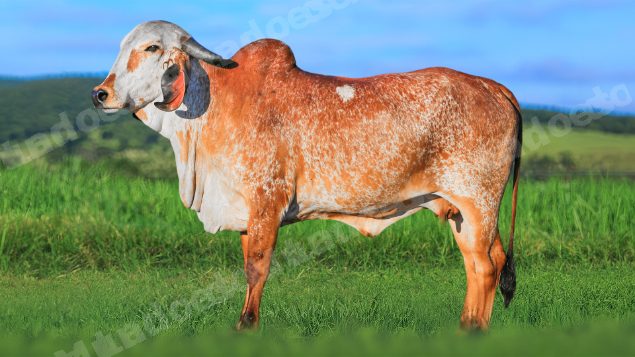 Lote em leilao em Brasil