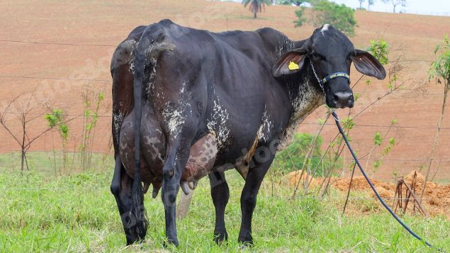 Lote em leilão em Dores do Indaiá/MG - Lote 26