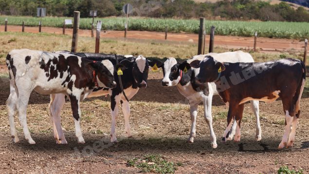 Lote em leilao em Cristalina/GO