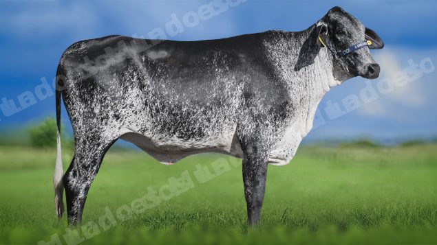 Lote em leilao em Igaratinga/MG - Lote 31