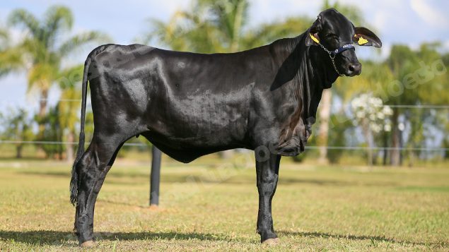 Lote em leilao em Brasil
