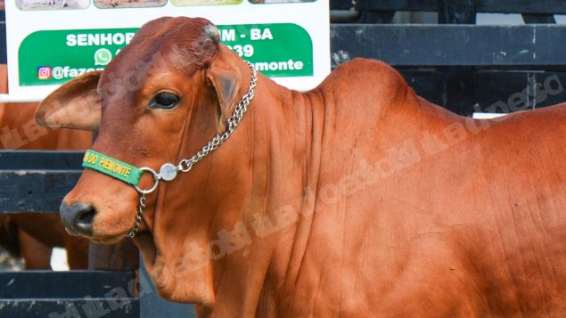 Lote em leilao em Brasil - Lote 1330