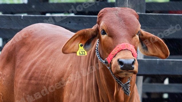 Lote em leilao em Brasil