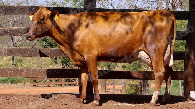 Lote em leilao em Cristalina/GO