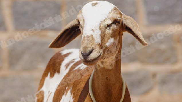 Lote em leilao em Taperoá/PB
