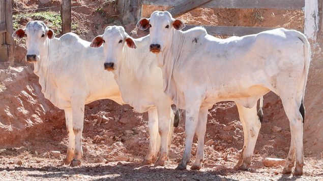 Lote em leilao em Pratápolis/MG