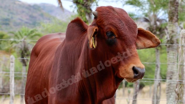 Lote em leilao em Brasil