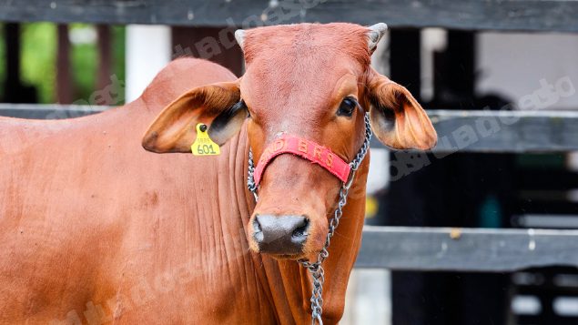 Lote em leilao em Brasil