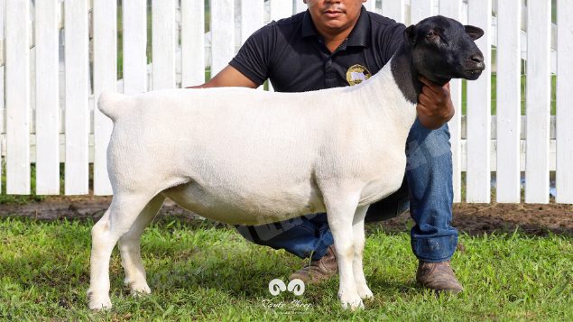 Lote em leilao em Brasil