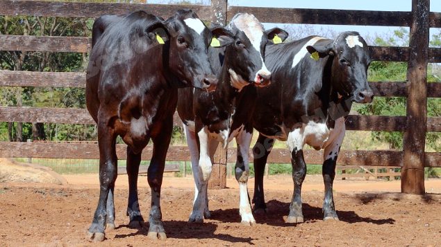 Lote em leilao em Cristalina/GO