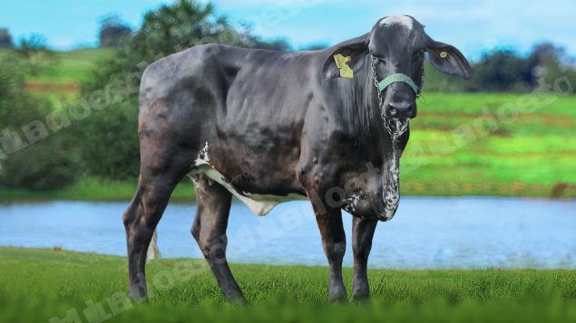 Veículo em leilão em Brasil