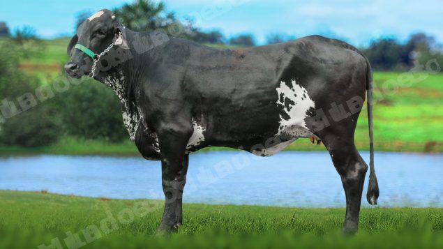 Lote em leilão em Brasil