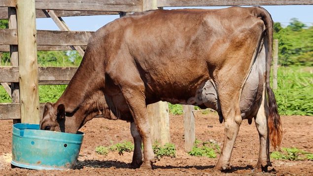 Lote em leilão em Jataí/GO - Lote 42