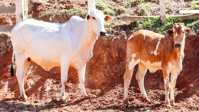 Lote em leilao em Pratápolis/MG