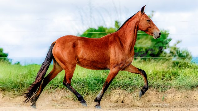 Lote em leilao em Brasil