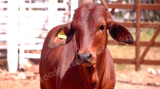 Lote em leilao em Brasil
