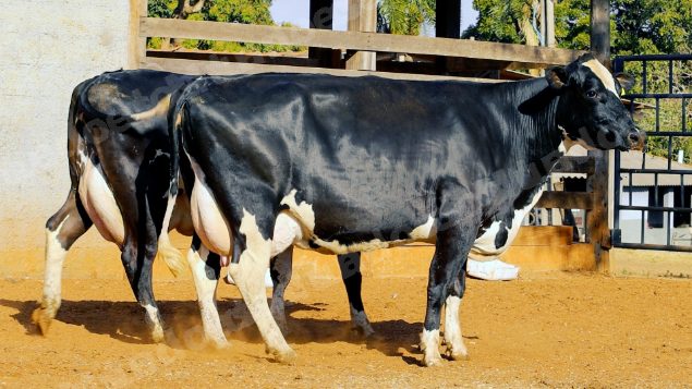 Lote em leilao em Cristalina/GO