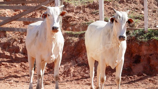 Lote em leilao em Pratápolis/MG