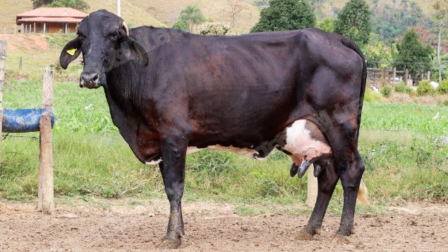 Lote em leilao em Silveiras/SP