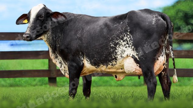 Lote em leilao em Itirapuã/SP - Lote 40