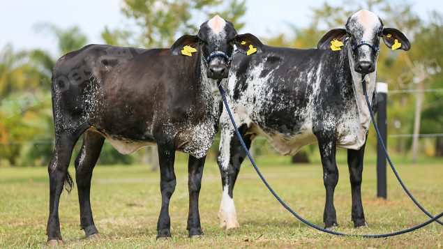 Lote em leilao em Brasil