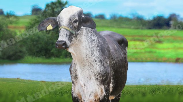 Lote em leilão em Brasil