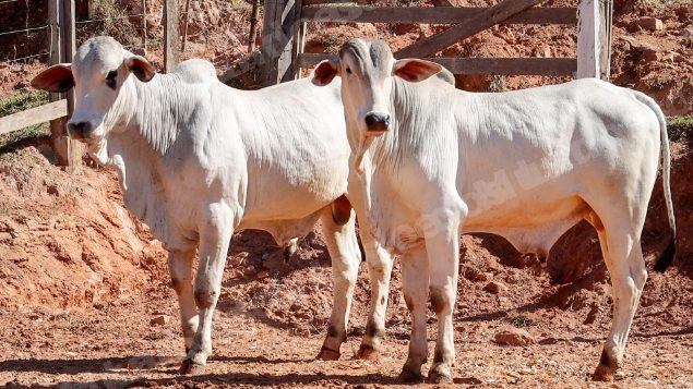 Lote em leilao em Pratápolis/MG