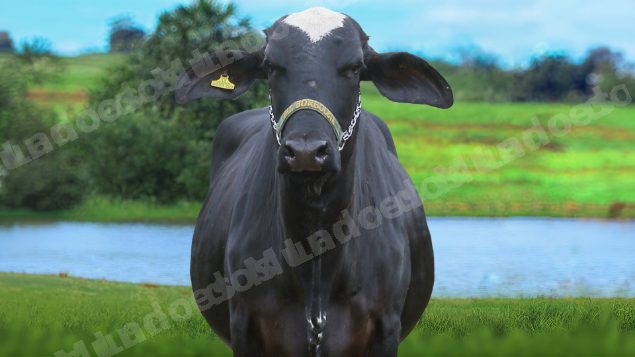 Lote em leilão em Brasil