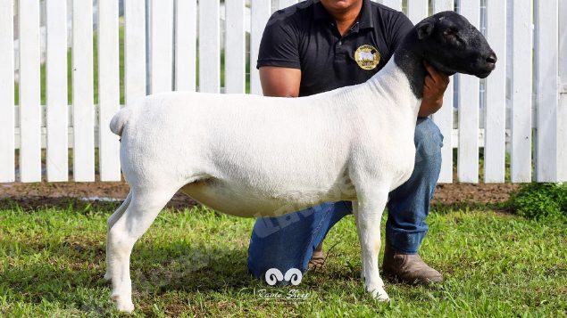 Lote em leilao em Brasil