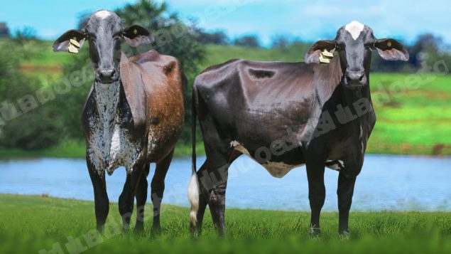 Veículo em leilão em Brasil