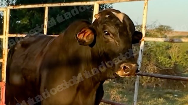 Lote em leilao em Sabino/SP