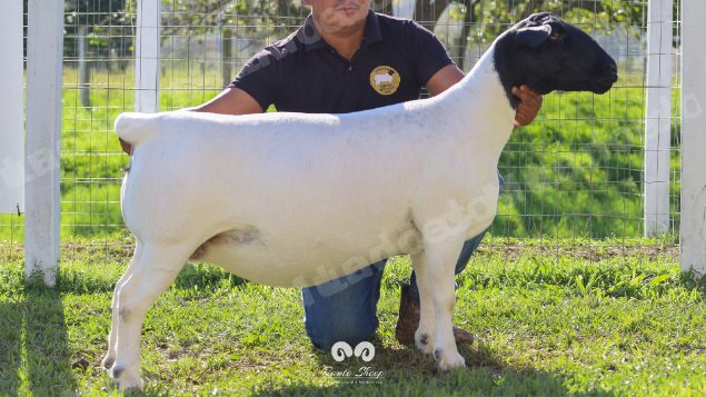 Lote em leilao em Brasil