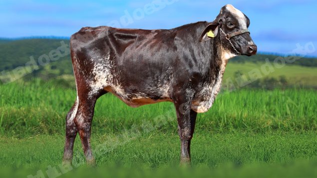 Lote em leilao em Álvares Florence/SP