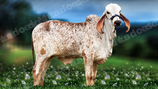 Lote em leilão em Brasil - Lote 105