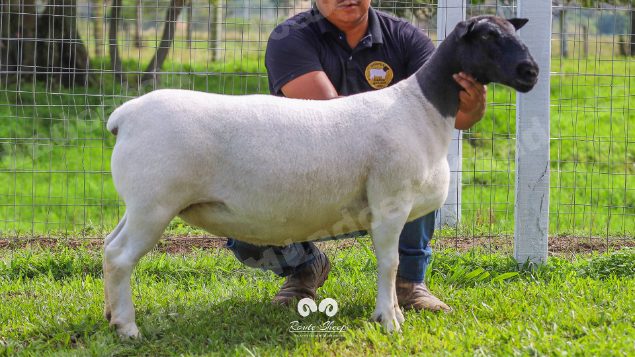 Lote em leilao em Brasil