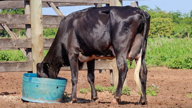 Lote em leilão em Jataí/GO - Lote 43