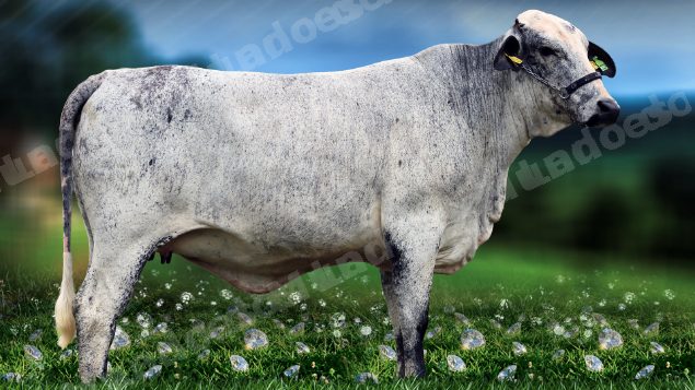 Lote em leilão em Brasil - Lote 108